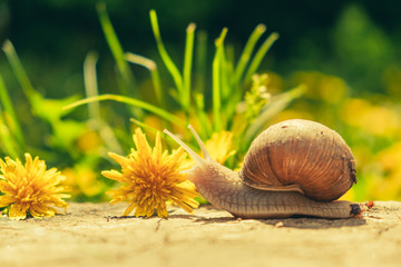 Large snail along wooden cover.