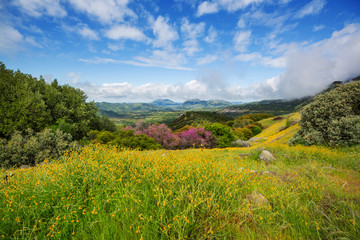 Obraz premium Summer meadow