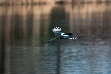 Fototapeta na wymiar Eurasian Magpie in Flight in Winter
