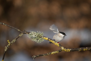 marsh tit on a branch