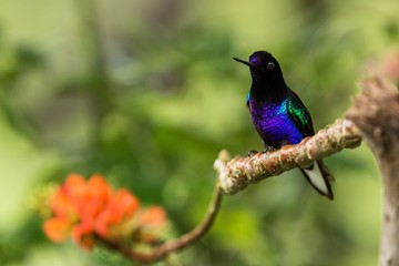 Velvet-purple coronet sitting on branch with orange flower, hummingbird from tropical forest,Ecuador,black and blue bird resting on flower in garden,clear background,nature,wildlife, exotic adventure