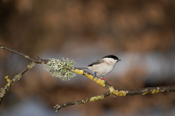 Fototapeta premium marsh tit on a branch