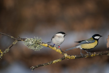 birds on a branch