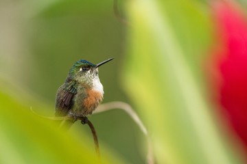 Hummingbird sitting on branch, hummingbird from tropical forest,Brazil,bird perching,tiny beautiful...