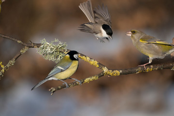birds on a branch