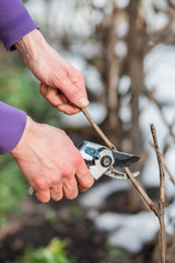 A gardener man cuts branches of bushes and trees in his garden.