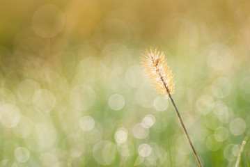 Morning Light and Elloclogsa - 朝の光とエノコログサ