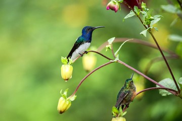 White-necked jacobin sitting on branch, hummingbird from tropical forest,Ecuador,bird perching,tiny...