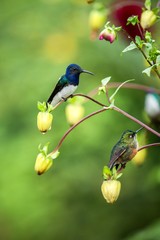 White-necked jacobin sitting on branch, hummingbird from tropical forest,Ecuador,bird perching,tiny beautiful bird resting on flower in garden,colorful background with flowers,nature scene,wildlife