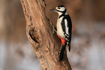 Obraz premium great spotted woodpecker