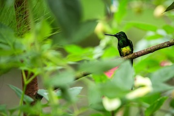 Empress brilliant sitting on branch, hummingbird from tropical forest,Ecuador,bird perching,tiny beautiful bird resting on flower in garden,clear background,nature scene,wildlife, exotic adventure