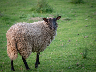 Fototapeta premium mouton