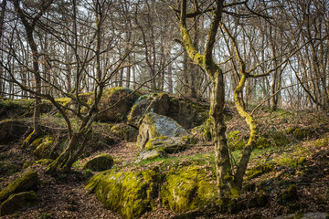 Rochers dans une for&ecirc;t