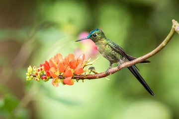 Hummingbird sitting on orange flower,tropical forest,Brazil,bird sucking nectar from blossom in garden,bird perching on plant,nature wildlife scene,canimal behaviour,exotic adventure,environment