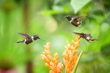 Three hummingbirds hovering next to orange flower,tropical forest, Ecuador, three birds sucking nectar from blossom in garden,beautiful hummingbird with outstretched wings,nature wildlife scene