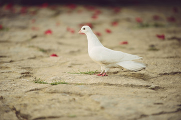 white dove on ground