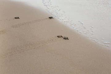 Baby turtles making it's way to the ocean