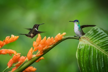 Hummingbirds hovering next to orange flower and another bird sitting on leave,tropical forest,Ecuador,bird sucking nectar from blossom in garden,hummingbird with outstretched wings,wildlife scene