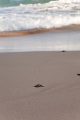 Baby turtles making it's way to the ocean