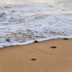 Baby turtles making it's way to the ocean