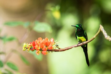 Hummingbird sitting on orange flower,tropical forest,Brazil,bird sucking nectar from blossom in garden,bird perching on plant,nature wildlife scene,canimal behaviour,exotic adventure,environment
