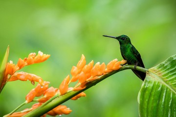 Hummingbird sitting on orange flower,tropical forest,Ecuador,bird sucking nectar from blossom in garden,bird perching on plant,nature wildlife scene,clear background,exotic adventure,environment