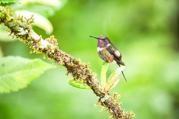 Purple-throated woodstar sitting on leaf, hummingbird from tropical forest,Ecuador,bird perching,tiny beautiful bird resting on flower in garden,clear background,nature,wildlife, exotic adventure