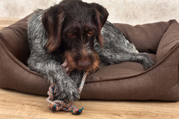 dog chews knot toy lying on the mat