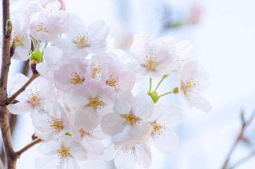 Fototapeta premium 桜 / Japanese Cherry
