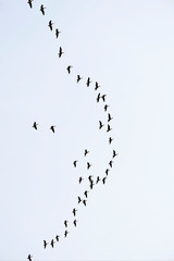 Bird migration.