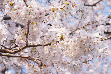 桜 / Japanese Cherry