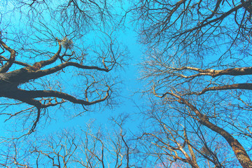 tree branches without leaves against a blue sky