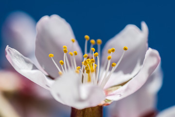 Close up of an almond flower showing pistils