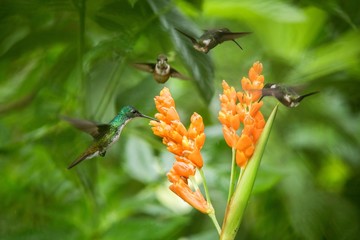 Three hummingbirds hovering next to orange flower,tropical forest, Ecuador, three birds sucking nectar from blossom in garden,beautiful hummingbird with outstretched wings,nature wildlife scene
