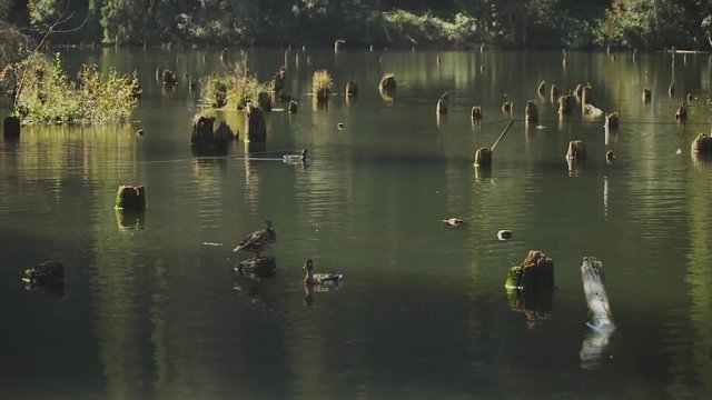 The Red Lake of Romania .Beautiful Lake Nature,slow motion
