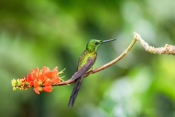 Fototapeta premium Empress brilliant sitting on branch with orange flower, hummingbird from tropical forest,Brazil,bird perching,tiny beautiful bird resting on flower in garden,clear background,nature scene,wildlife