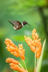 Purple-throated woodstar hovering next to orange flower,tropical forest, Peru, bird sucking nectar from blossom in garden,beautiful hummingbird with outstretched wings,nature wildlife scene