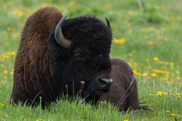 Fototapeta premium Bison Napping