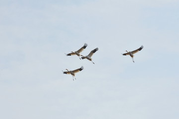 Sterkh breeds exclusively on the territory of Russia. The Siberian Cranes are endangered and listed in the international lists of the Red Book. Yakutia. Russia.