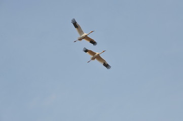 Sterkh breeds exclusively on the territory of Russia. The Siberian Cranes are endangered and listed in the international lists of the Red Book. Yakutia. Russia.