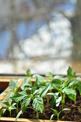 Young seedlings of peppers, in wooden box seedling growing on the window sill.