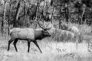 An Elk emerges from the forest