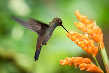 Hummingbird hovering next to orange flower,garden,tropical forest,Brazil, bird in flight with outstretched wings,flying hummingbird sucking nectar from blossom,exotic travel adventure,clear background