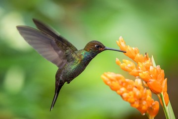 Hummingbird hovering next to orange flower,garden,tropical forest,Brazil, bird in flight with...