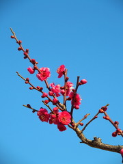 青空と紅梅