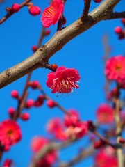 青空と紅梅