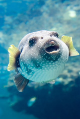 Puffer - フグ
