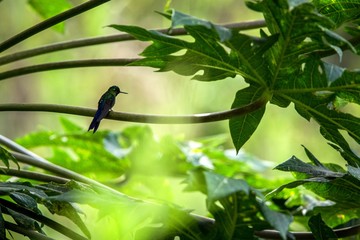 Hummingbird sitting on branch of tree, hummingbird from tropical rainforest,Ecuador,bird perching,tiny beautiful bird resting in garden,clear background,nature scene,wildlife,bird silhouette,exotic