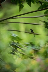 Hummingbird sitting on branch of tree, hummingbird from tropical rainforest,Ecuador,bird perching,tiny beautiful bird resting in garden,clear background,nature scene,wildlife,bird silhouette,exotic