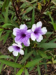 purple flowers in the garden